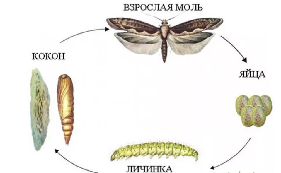 Что появляется у насекомых из яиц. Моль платяная стадии развития. Жизненный цикл моли. Цикл развития капустной моли. Цикл развития моли платяной.